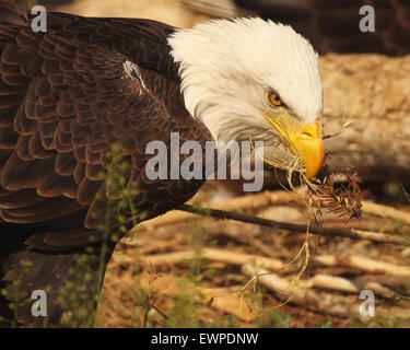 A Bald Eagle with nesting material in its mouth. Stock Photo
