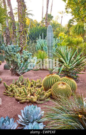 Collection of cacti in the Majorelle Gardens, Marrakesh. Morocco