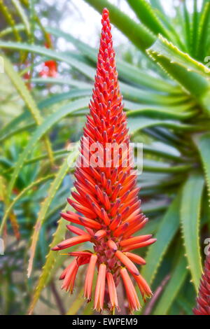 Tropical flower in the Majorelle Gardens, Marrakesh. Morocco Stock Photo