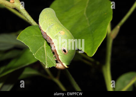 A Spicebush Swallowtail caterpillar crawls along a leaf. Stock Photo