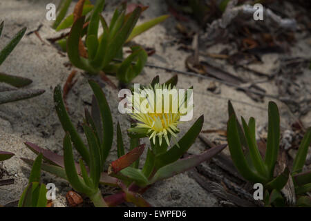 Ice plant succulent, Carpobrotus edulis, creeping ground cover on beach sand in the spring in Southern California Stock Photo