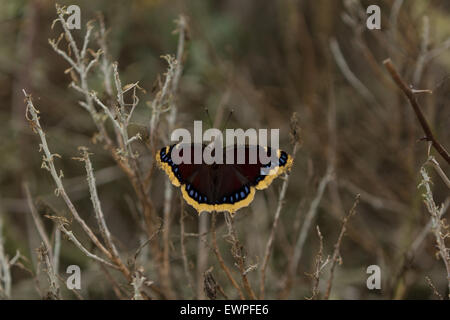 Mourning cloak butterfly, Nymphalis antiopa, in spring Stock Photo