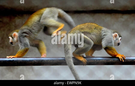 Suzhou, China's Jiangsu Province. 29th June, 2015. Squirrel monkeys are seen after rainfall at the Suzhou Zoo in Suzhou, east China's Jiangsu Province, June 29, 2015. © Hang Xingwei/Xinhua/Alamy Live News Stock Photo