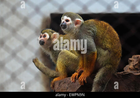 Suzhou, China's Jiangsu Province. 29th June, 2015. Squirrel monkeys are seen after rainfall at the Suzhou Zoo in Suzhou, east China's Jiangsu Province, June 29, 2015. © Hang Xingwei/Xinhua/Alamy Live News Stock Photo