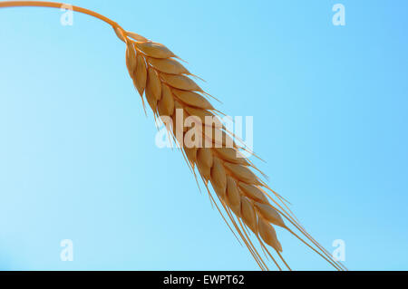 Emmer Wheat, Triticum dicoccon. Stock Photo