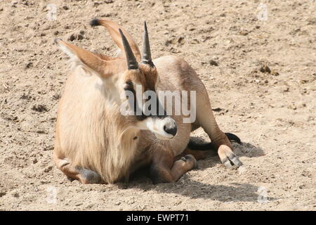 Roan antelope (Hippotragus equinus) resting Stock Photo