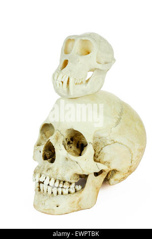 Skulls of human and monkey on top of each other, isolated on white background Stock Photo