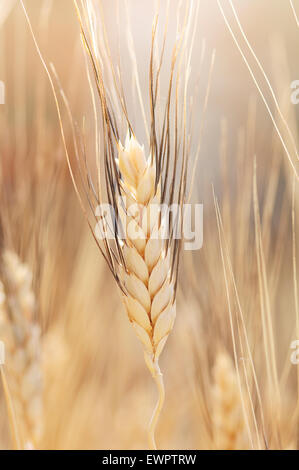 Durum Wheat, Triticum Durum Stock Photo