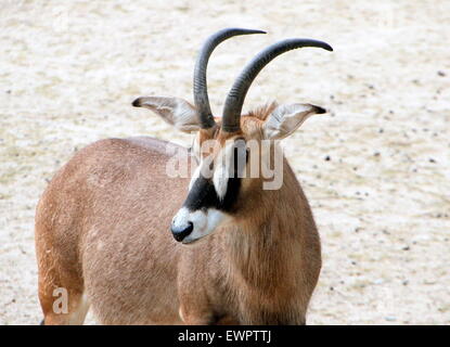 Roan antelope (Hippotragus equinus) Stock Photo