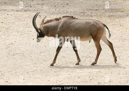 Male Roan antelope (Hippotragus equinus) Stock Photo
