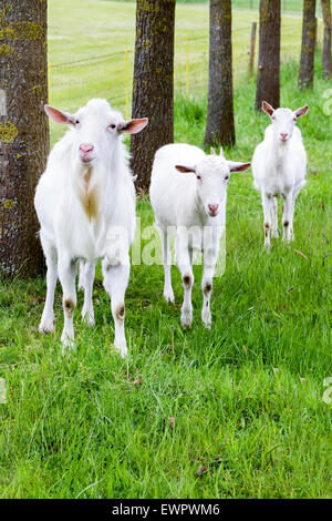 White goats on green grass with tree trunks in nature Stock Photo