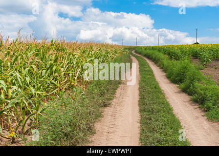 Classic Ukrainian rural landscape with road among sunflower and maize fields Stock Photo