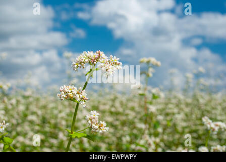 Blossoming buckwheat closeup against blue cloudy sky Stock Photo