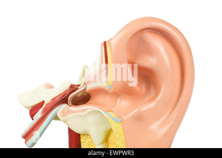 Artificial human ear model isolated on white background Stock Photo