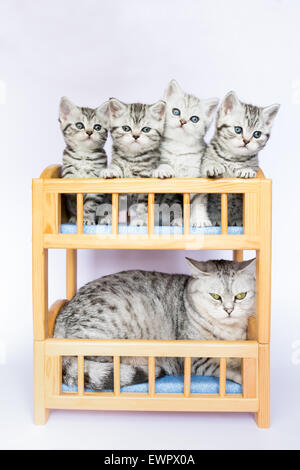 Mother cat with four young cats in bed isolated on white background Stock Photo