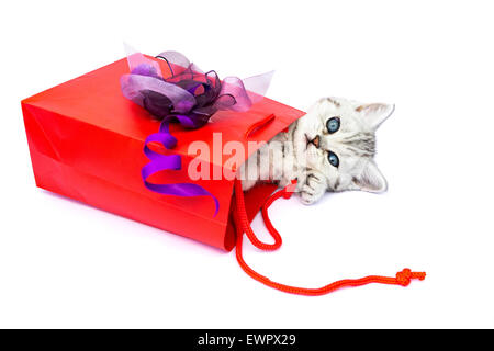 Young kitten lying in red bag with decoration as present isolated on white background Stock Photo