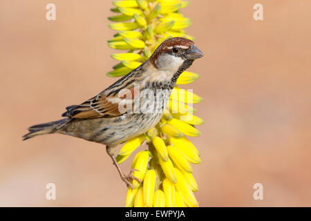 Spanish Sparrow, adult male perched on aloe vera Stock Photo