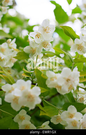 Branch of beautiful white jasmine flowers natural background. Selective focus, shallow depth of field Stock Photo