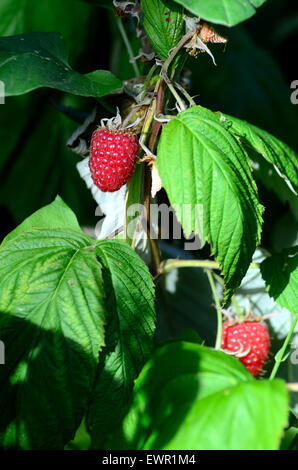 Raspberries ripening on the bush. Stock Photo