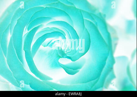 Close up of faded roses bouquet. Acid blue. Abstract Stock Photo