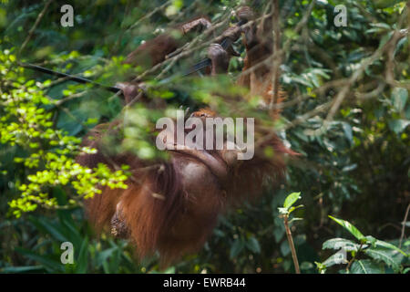 Sumatran orangutans (Pongo abelii) at Schmutzer Primate Center, Jakarta. Stock Photo