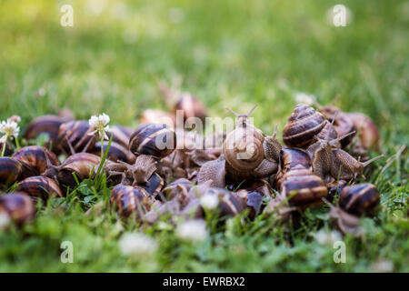 Lot of snails in the grass- outdoor photo Stock Photo