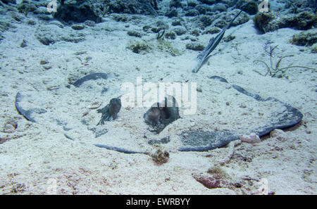 Southern Stingray hiding in the sand. Stock Photo