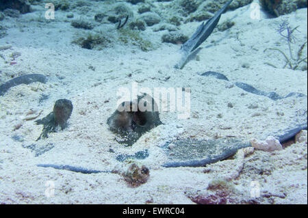 Southern Stingray hiding in the sand. Stock Photo