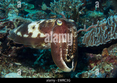 Broadclub cuttlefish on a coral reef. Stock Photo