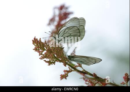 Close up photograph of black-veined white butterflies on sky background Stock Photo