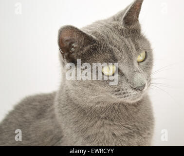 Russian Blue cross cat Stock Photo