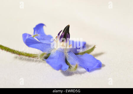 Borage flower (Borago officinalis) isolated on white background Stock Photo