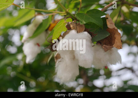 Balls of cotton ready for harvest, Loei province, Thailand Stock Photo