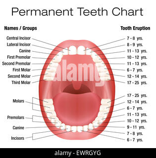 Dental Notation Permanent Teeth Stock Photo Alamy