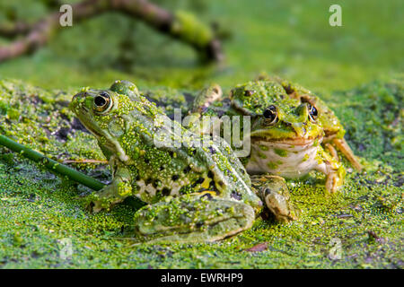 Two edible frogs / common water frog / green frog (Pelophylax kl. esculentus / Rana kl. esculenta) sitting among duckweed in pon Stock Photo
