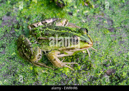 Edible frog / common water frog / green frog (Pelophylax kl. esculentus / Rana kl. esculenta) sitting among duckweed in pond Stock Photo