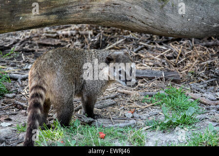 South American coati / ring-tailed coati (Nasua nasua) native to tropical and subtropical South America Stock Photo