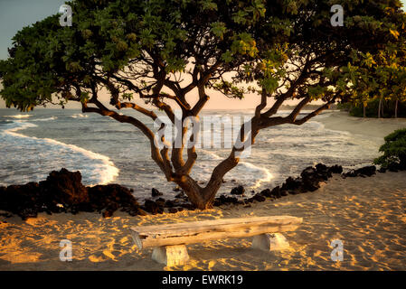Heliotope trees and bench at ocean side. Hawaii, The Big Island. Stock Photo