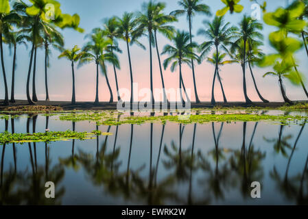 Palm reflections, Black Sand Beach. Hawaii, The Big Island Stock Photo
