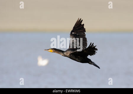 Great Cormorant flying over blue morning lake Stock Photo
