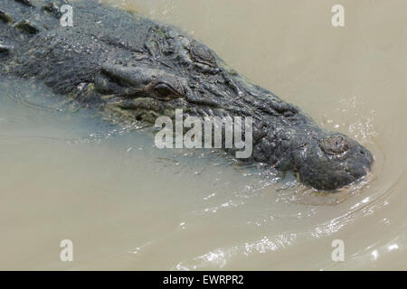 Australia, NT, Winnellie 1 hour from  Darwin. Window on the Wetlands Nature Reserve, Adelaide River. Large male, head detail. Stock Photo