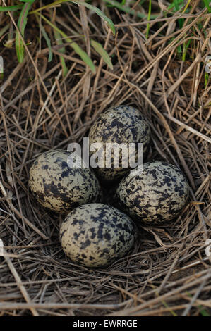 Pewits eggs in the nest close up. Stock Photo