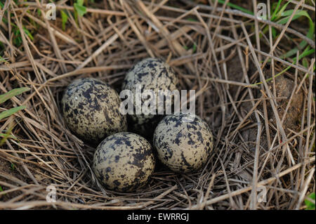 Pewits eggs in the nest close up. Stock Photo