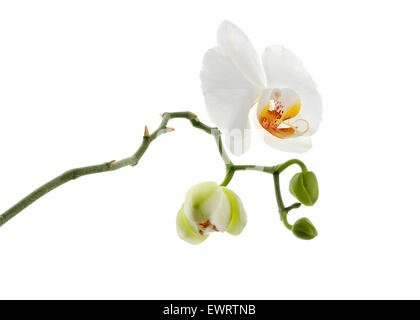 white orchid flower isolated Stock Photo
