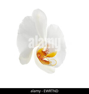 white orchid flower isolated Stock Photo