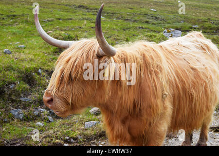 The traditional Scottish Highland cow. Also known as a hairy cow of a ...