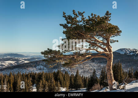 Mountain winter landscape view of lone pine tree on sunny winter day overlooking a valley in Vitosha Mountain near Sofia, Bulgaria, Eastern Europe Stock Photo