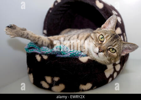 cat stretching in  its basket Stock Photo
