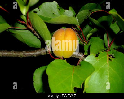 This is a fresh, juicy and ripe peach, still growing on the tree but not ready to be harvested - at night. Stock Photo