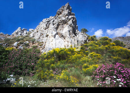 Flowering oleander Spring Crete flowers Mountains Greece landscape Lefka Ori Crete countryside Stock Photo